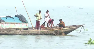 দিন-রাত জাল ফেলেও নদীতে মিলছে না ইলিশ